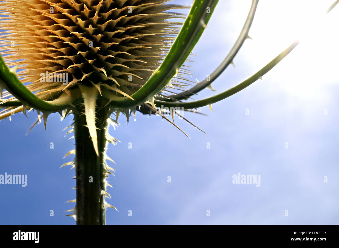 Asciugare fiore di cardo su un cielo blu. Foto Stock