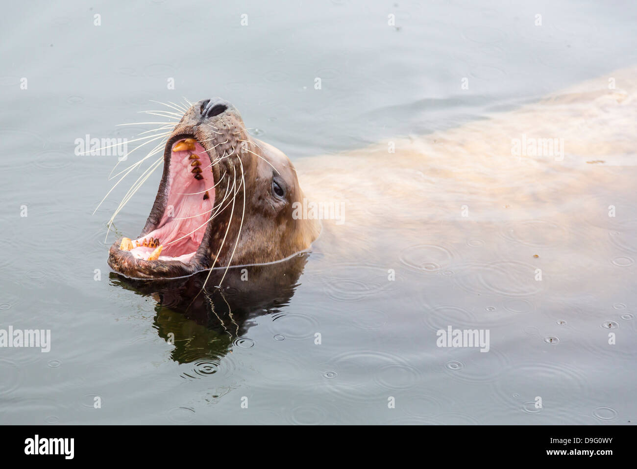 Adulto settentrionale (Steller) Sea Lion (Eumetopias jubatus) bull cerca di scarti dai pescatori di Pietroburgo, Alaska, STATI UNITI D'AMERICA Foto Stock