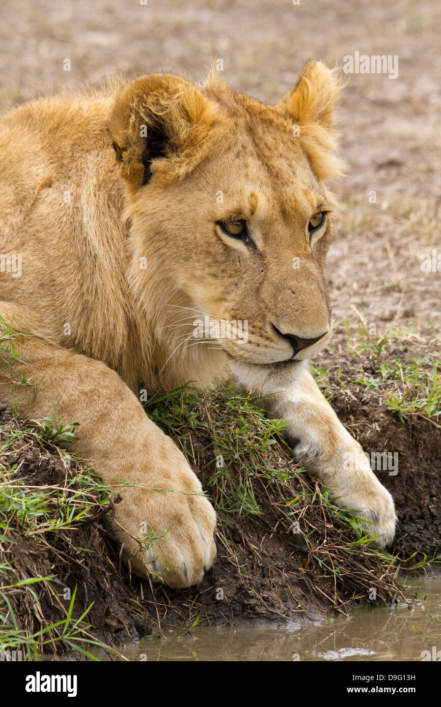 Lion cub Panthera leo, in appoggio in corrispondenza del bordo di un foro per l'acqua, il Masai Mara, Kenya, Africa Foto Stock