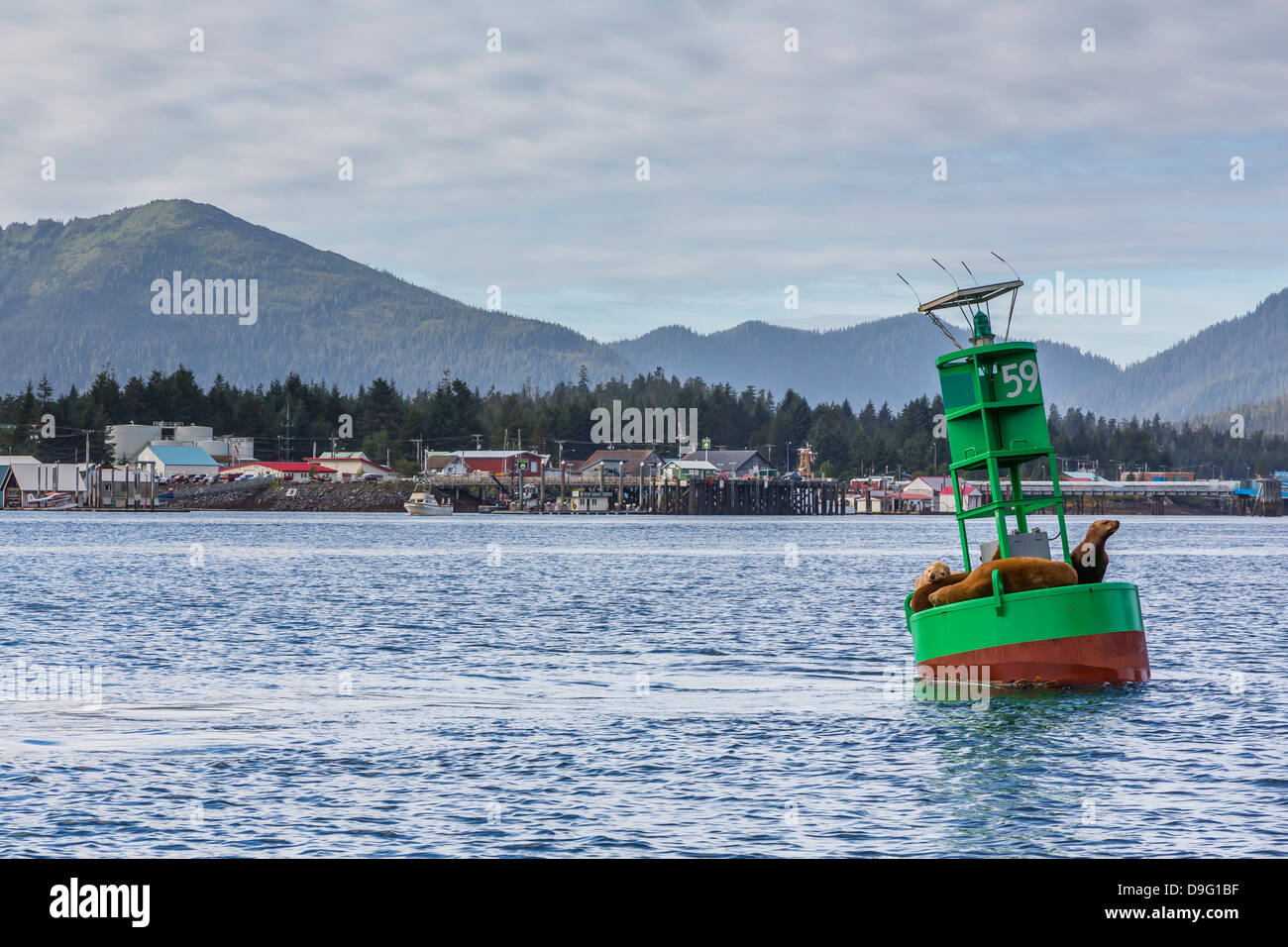 Settentrionale (Steller) i leoni di mare (Eumetopias jubatus), sul marcatore di canale al di fuori di Pietroburgo, Southeastern Alaska, STATI UNITI D'AMERICA Foto Stock