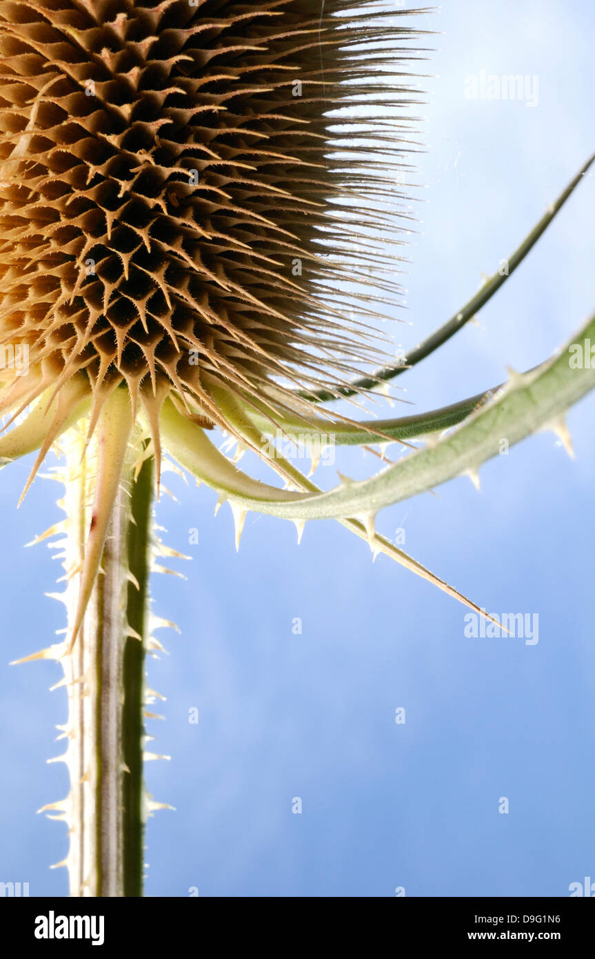 Asciugare fiore di cardo su un cielo blu. Foto Stock