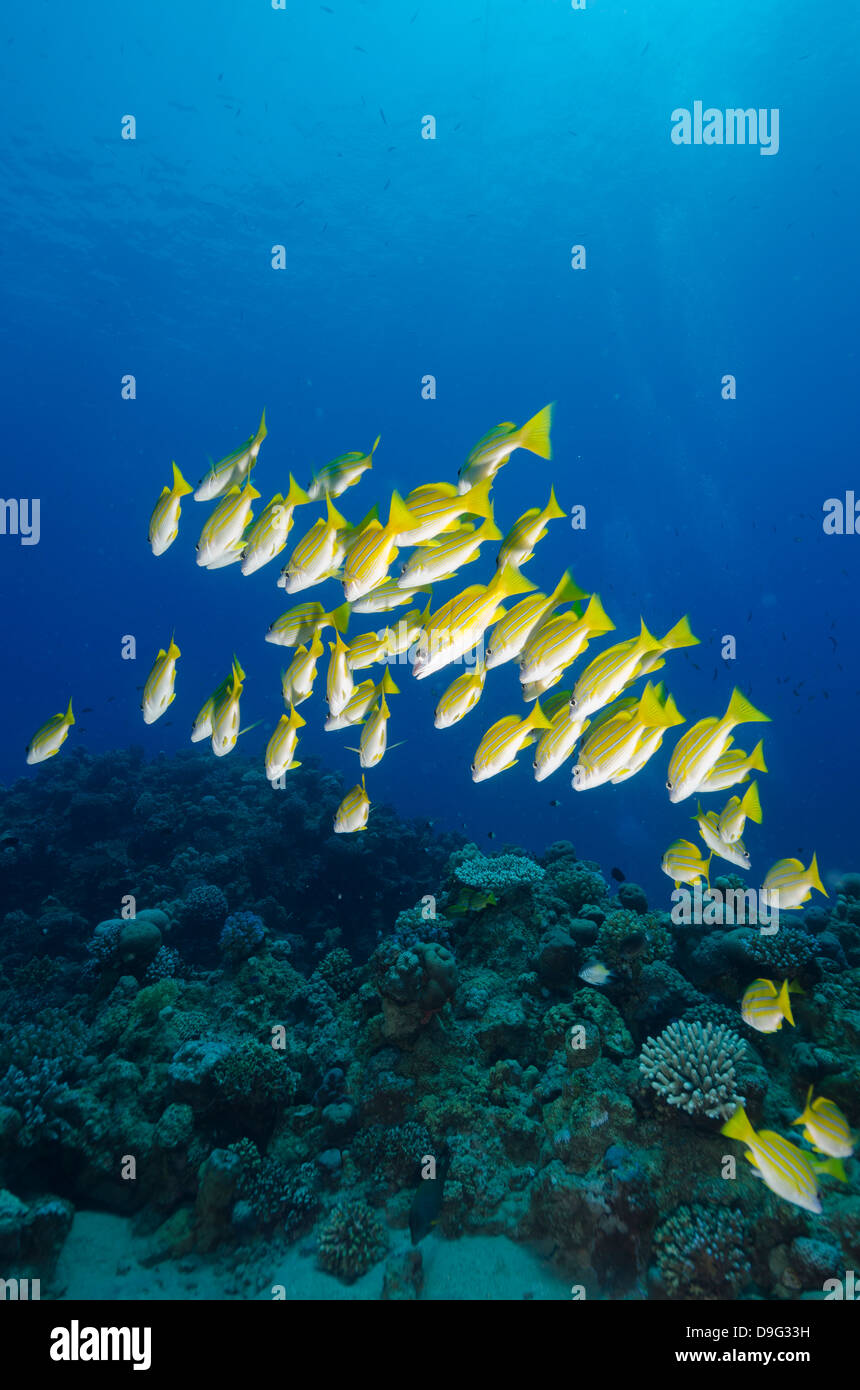 Di medie secca o scuola di blue striped snapper (Lutjanus kasmira), Baia di Naama, off Sharm el-Sheikh, Sinai, Mar Rosso, Egitto, Africa Foto Stock