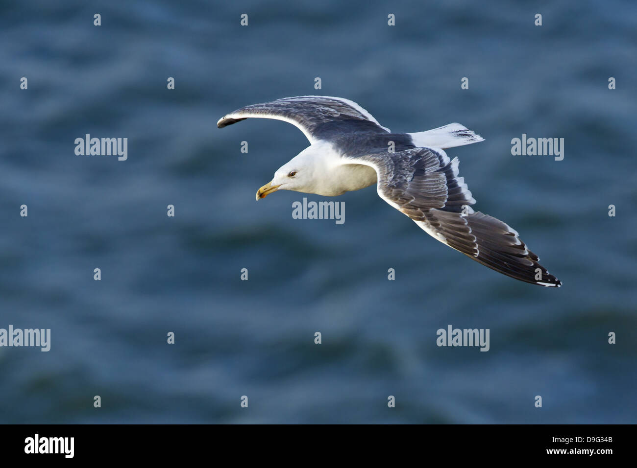 Lesser Black-backed Gull, Larus fuscus, Heringsmöwe, Heringsmoewe Foto Stock