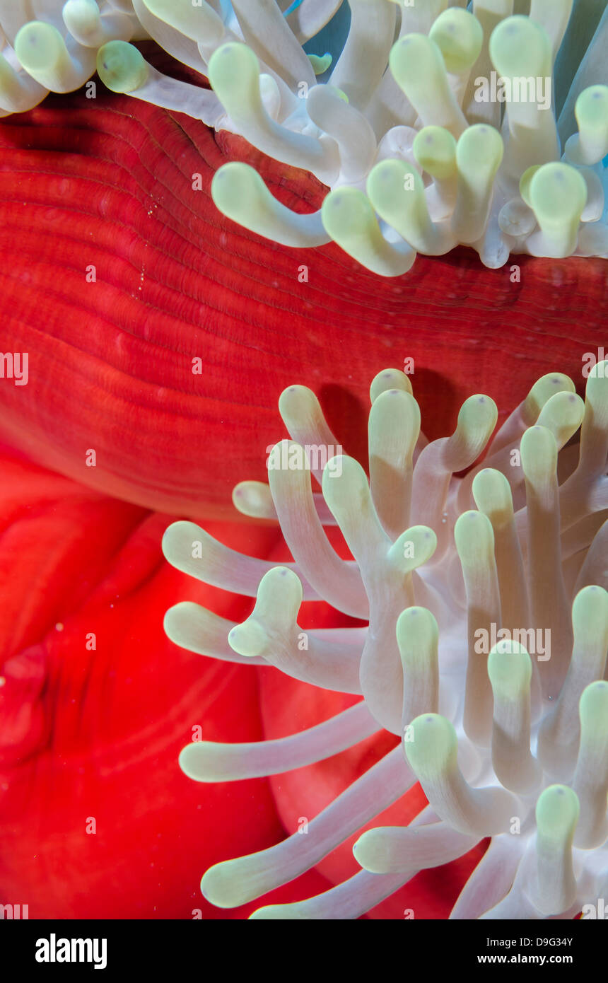 Close-up del manto della magnifica (anemone Heteractis magnifica), il Parco Nazionale di Ras Mohammed, Sinai, Mar Rosso, Egitto, Africa Foto Stock