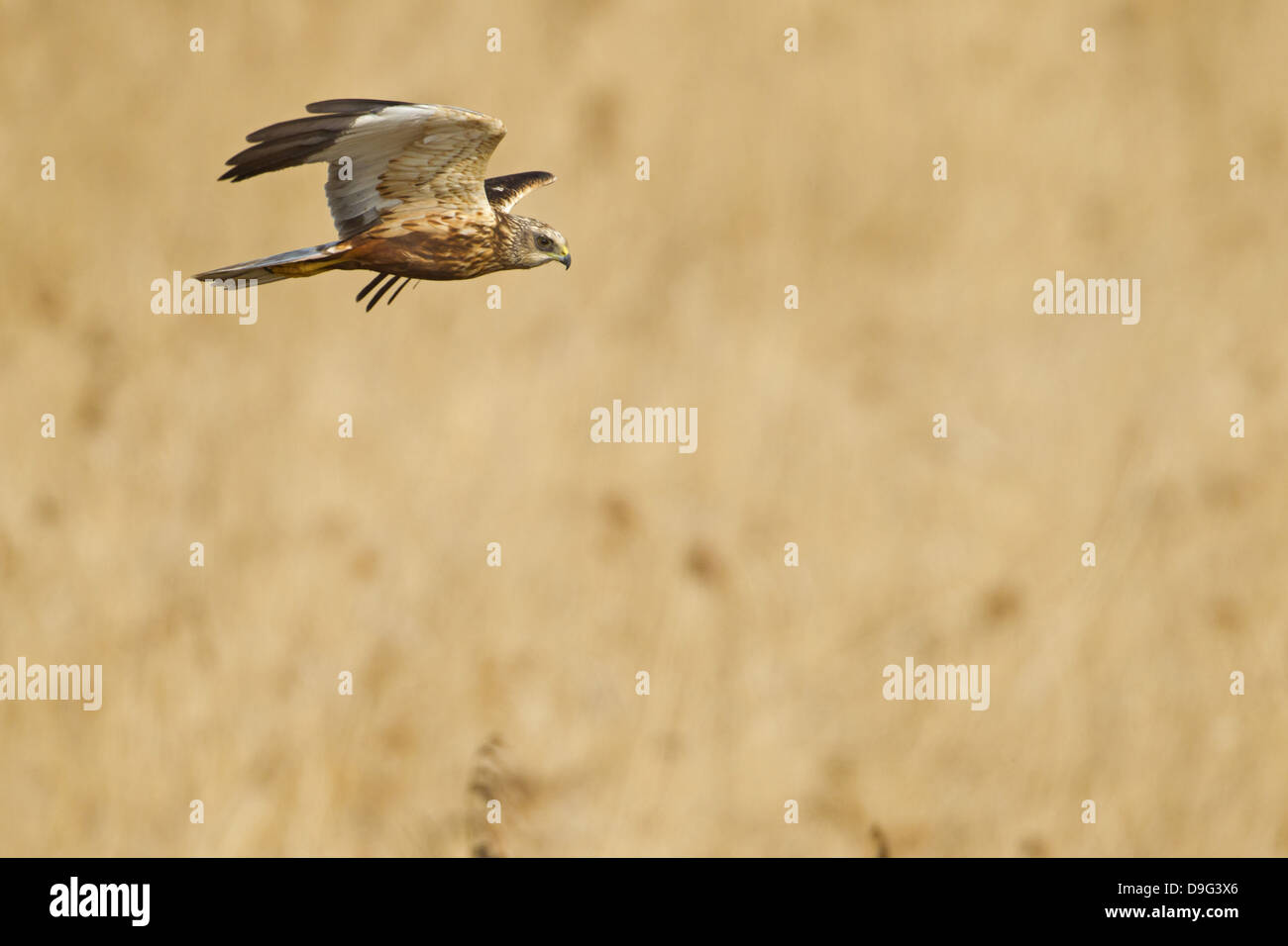 Western Marsh Harrier, Marsh Harrier, Eurasian Marsh Harrier, Western Marsh-Harrier, Circus aeruginosus, Rohrweihe Foto Stock