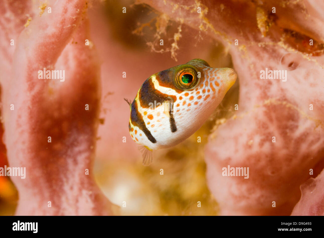 Nero sellati Puffer fish, Canthigaster Valentini, Ambon, Indonesia Foto Stock