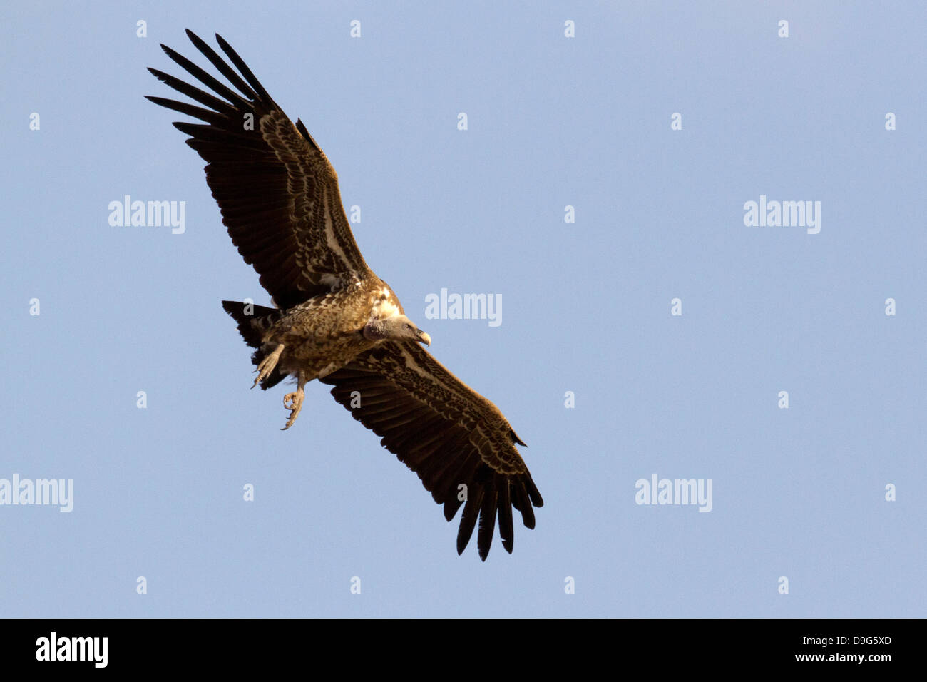 Rueppell il grifone (Gyps rueppellii) vulture battenti contro un cielo blu, il Masai Mara, Kenya, Africa Foto Stock