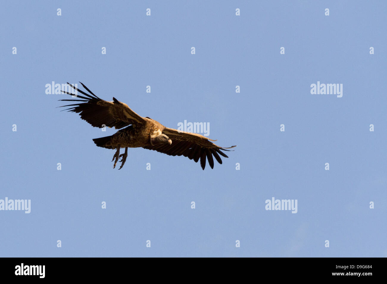 Rueppell il grifone (Gyps rueppellii) vulture battenti contro un cielo blu, il Masai Mara, Kenya, Africa Foto Stock