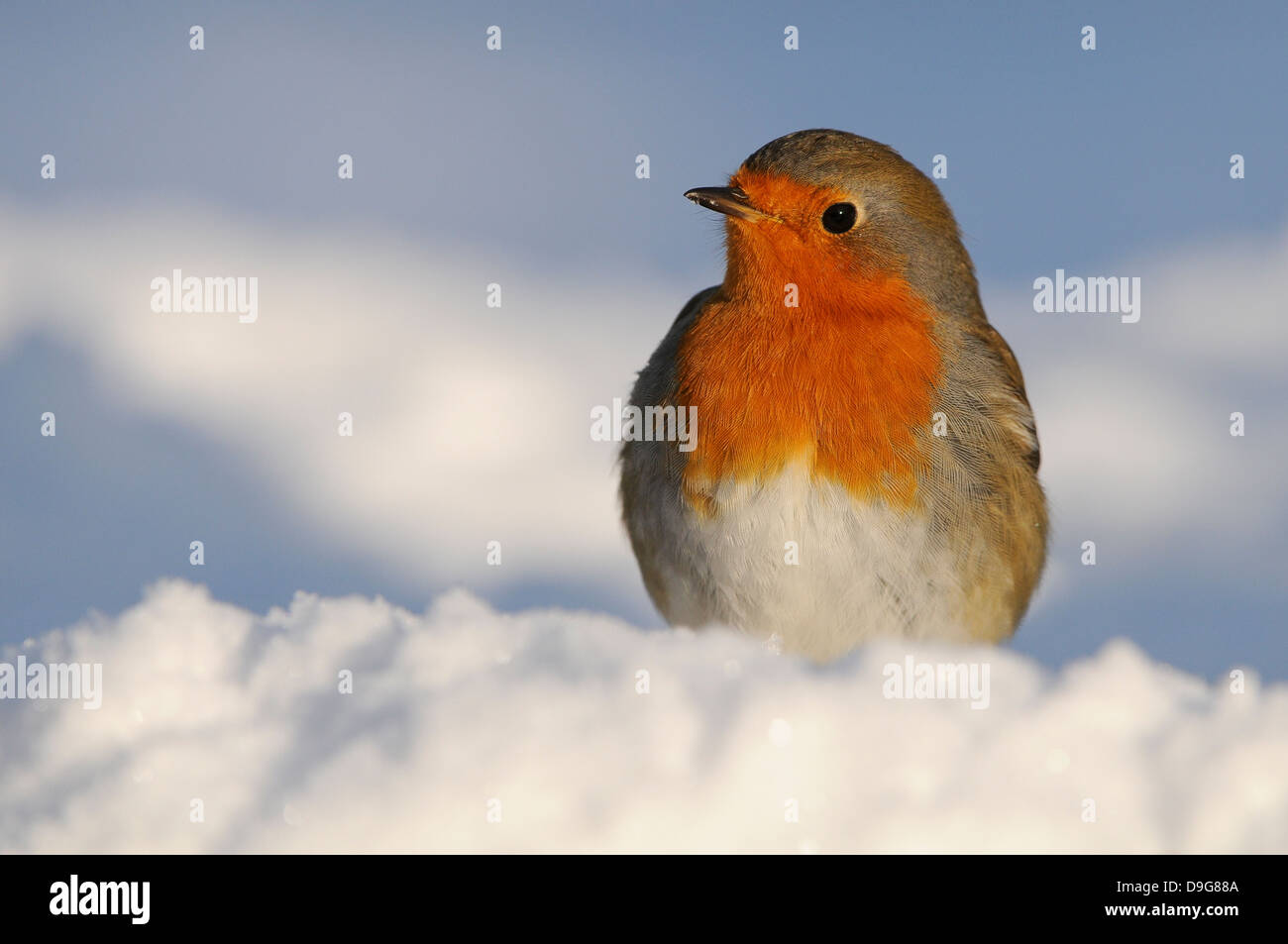 Erithacus rubecula, Europeo Robin, Rotkehlchen, inverno Foto Stock