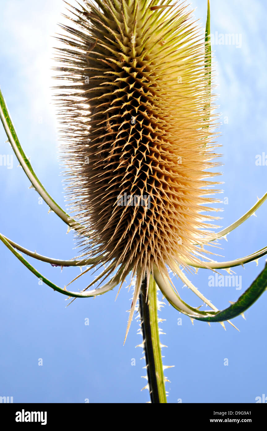 Asciugare fiore di cardo su un cielo blu. Foto Stock