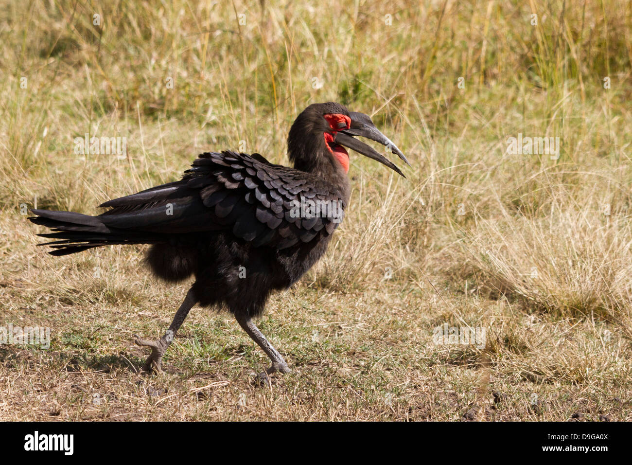 Massa meridionale hornbill, Bucorvus leadbeateri, il Masai Mara, Kenya, Africa Foto Stock