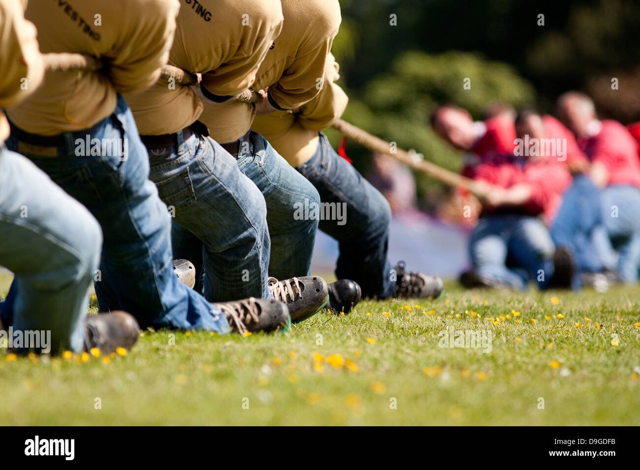 Aberdeen, Scozia - Giugno 16th, 2013: un rimorchiatore di guerra concorso presso la Aberdeen Highland Games in Hazlehead Park. Foto Stock