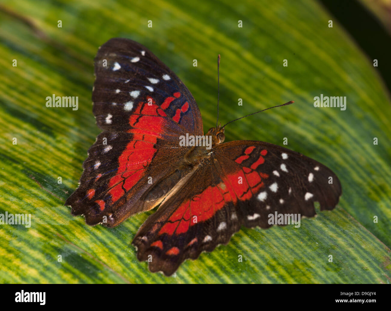 Butterfly Close Up Foto Stock