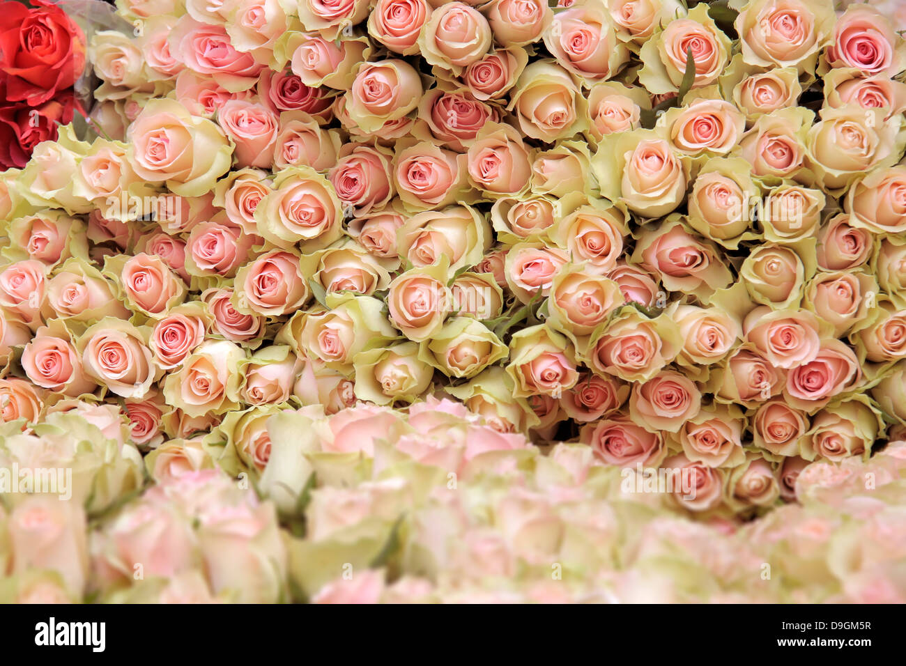 Grande mazzo di tagliare la luce rosa Rose in un negozio di fiori nel centro di Copenhagen, Danimarca Foto Stock