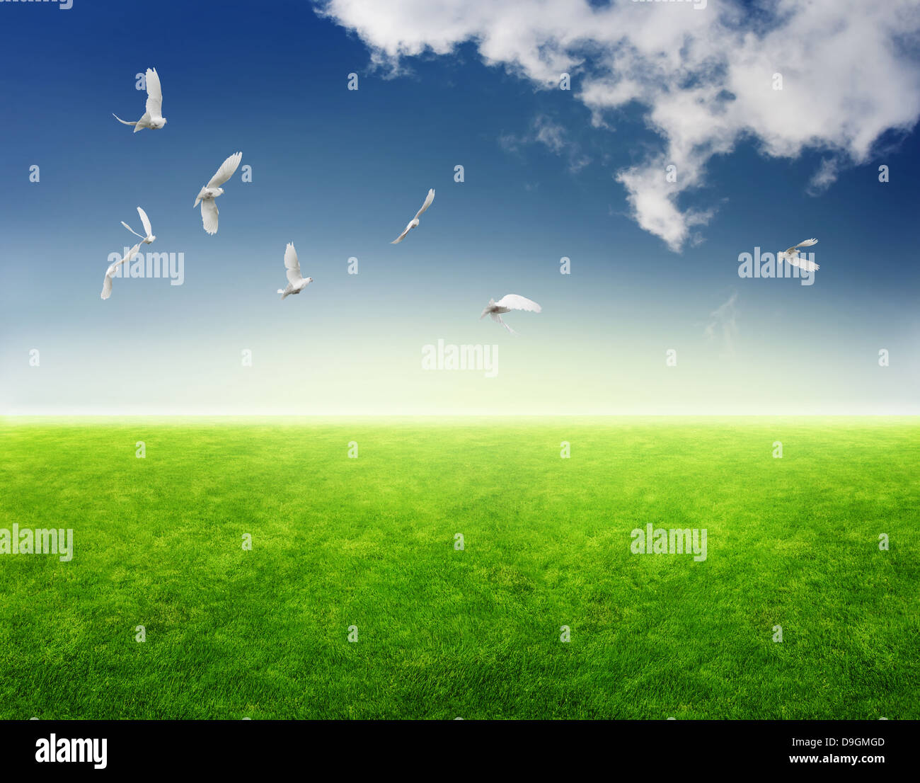 Campo di erba, uccelli nel cielo azzurro e sole Foto Stock