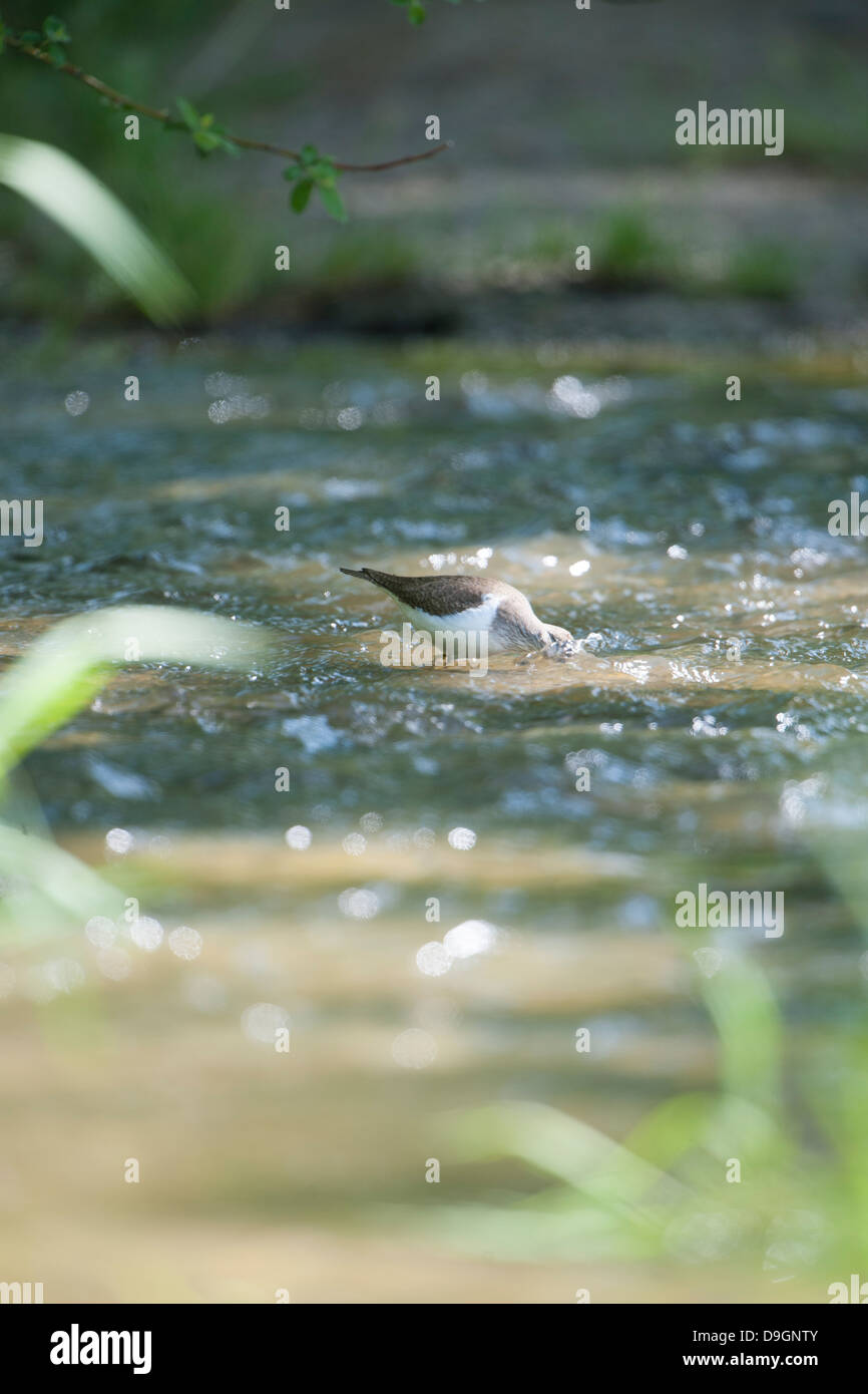 Sandpiper comune sulla diga in Francia centrale Foto Stock