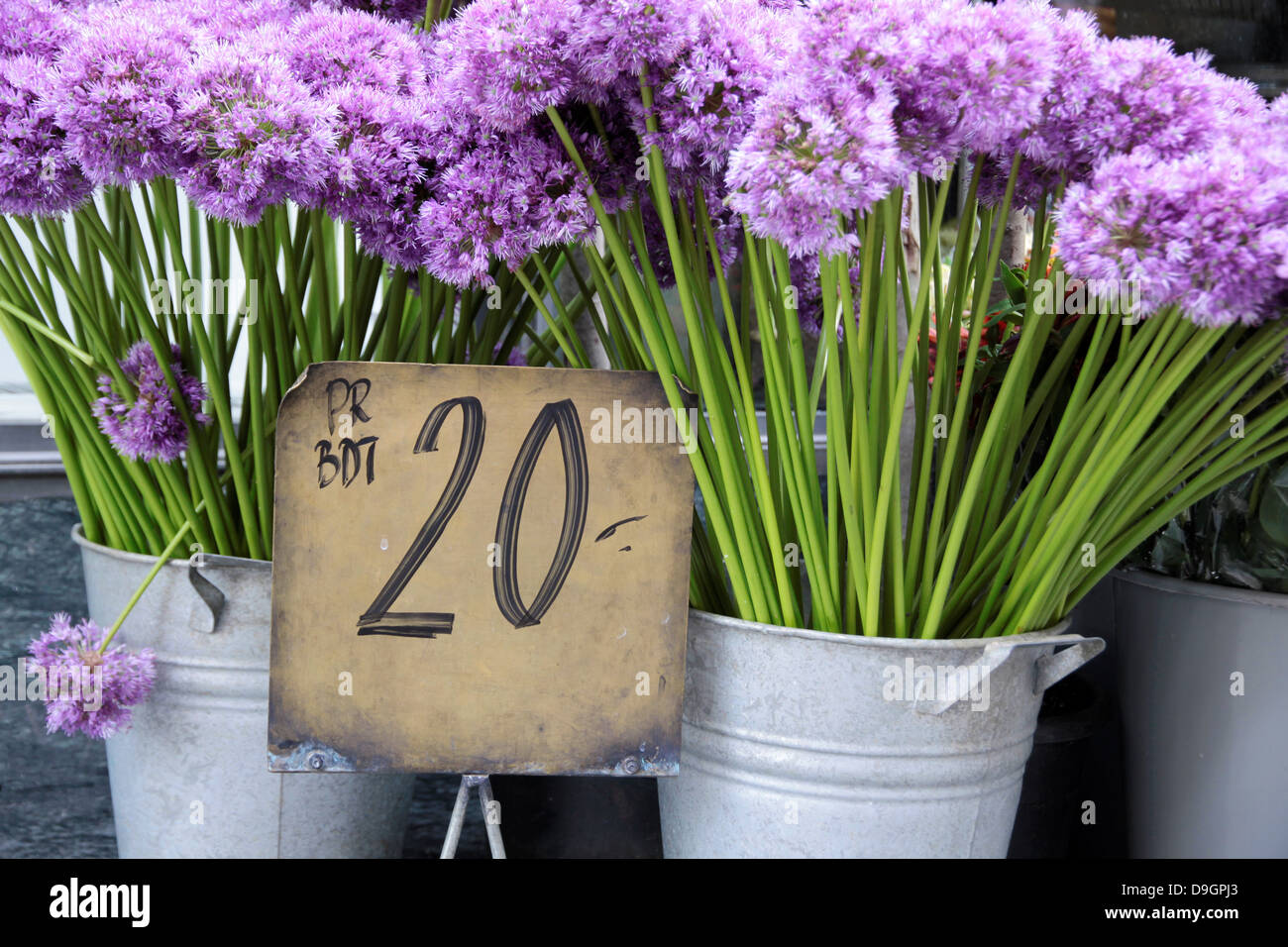 Fiori viola in un negozio di fiori nel centro di Copenhagen, Danimarca Foto Stock