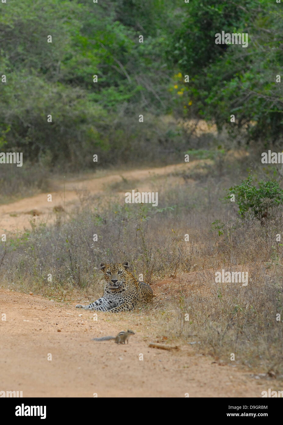 Leopardo dello Sri Lanka con audace di Palm Lo Scoiattolo nel parco nazionale Yala, Sri Lanka Foto Stock