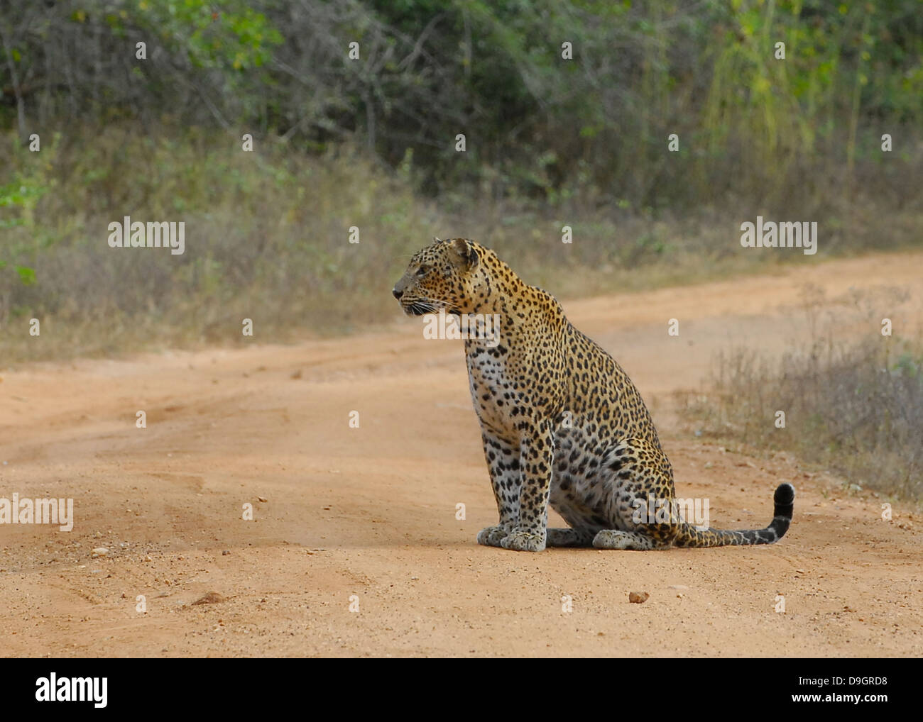 Leopardo dello Sri Lanka in Yala National Park Foto Stock