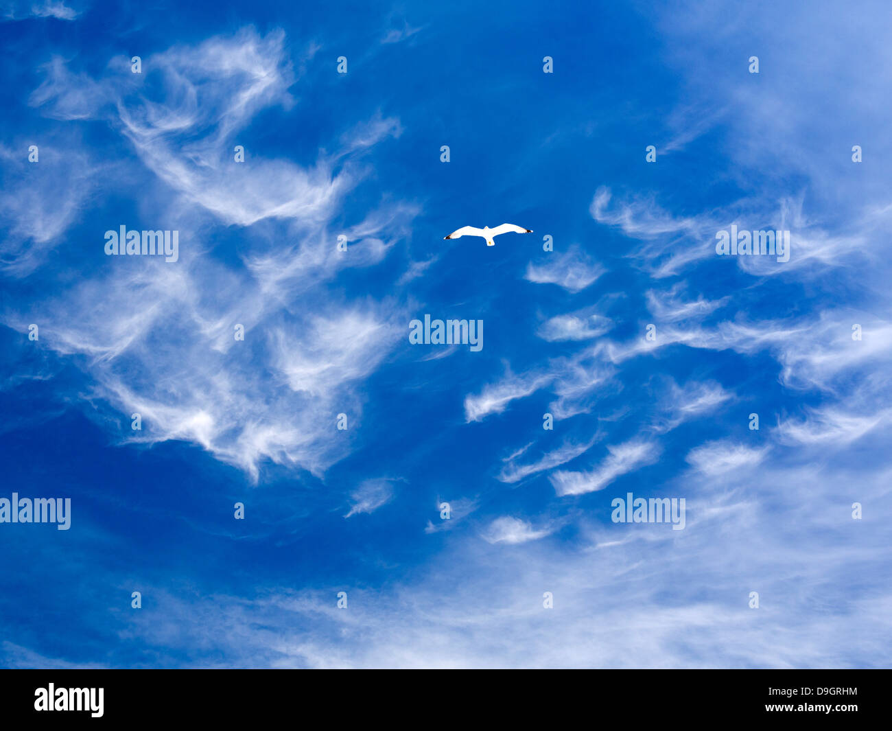 Seagull volare al di sopra del vecchio porto di Marsiglia, Francia 3 Foto Stock