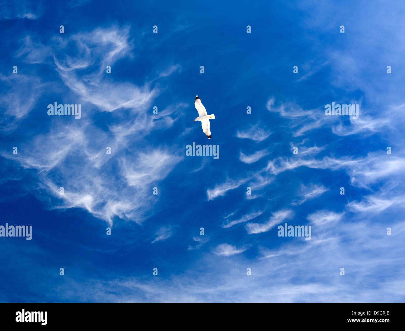 Seagull volare al di sopra del vecchio porto di Marsiglia, Francia 2 Foto Stock