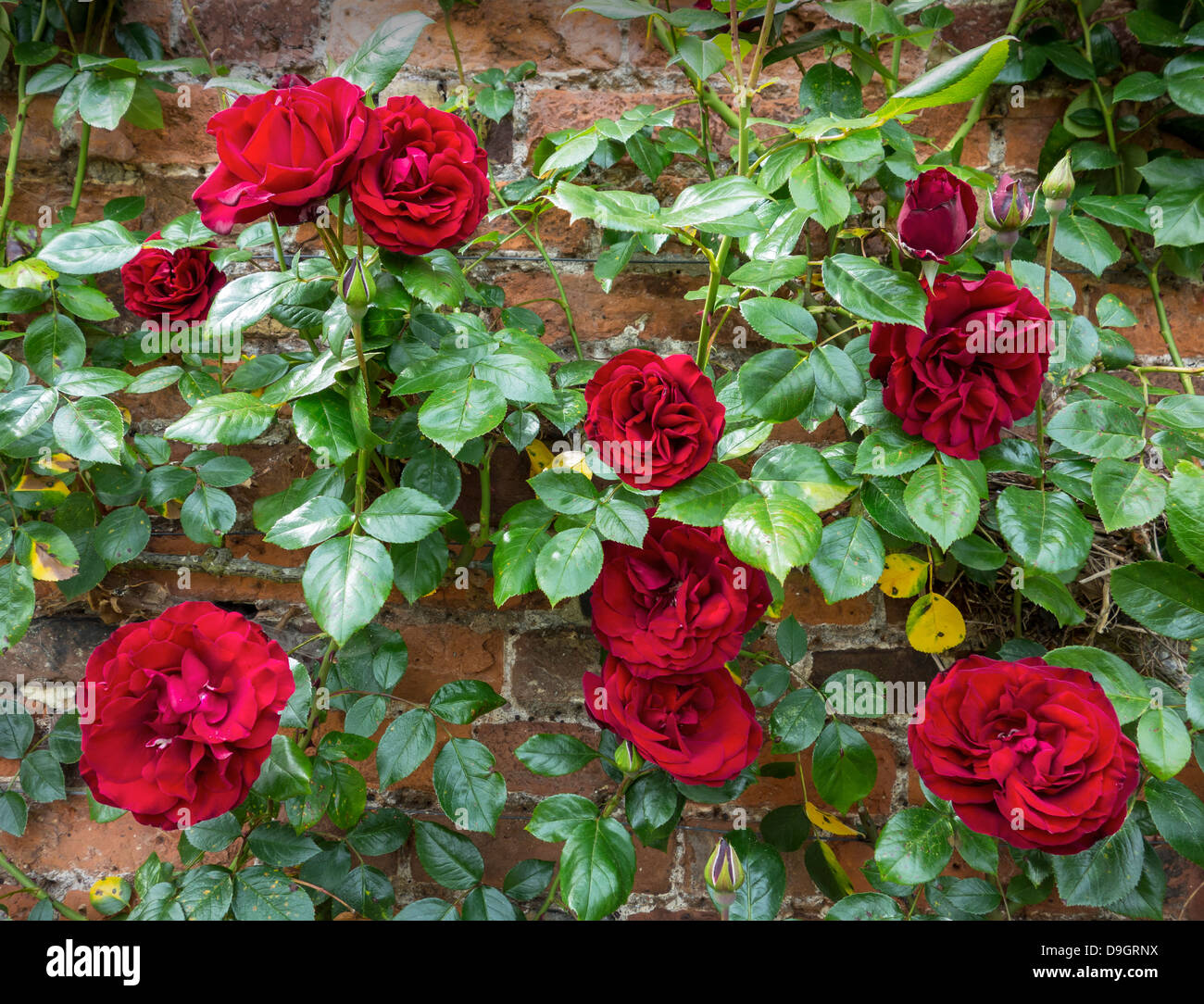 Arrampicare Climber Rambler Rose Red Rose Foto Stock