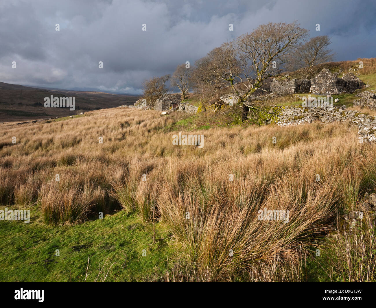 Le rovine di Amnodd-wen sulle pendici occidentali di Arenig Fawr nel Parco Nazionale di Snowdonia Foto Stock