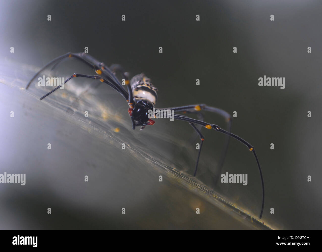 Golden Orb Spider Hiyare riserva forestale, Sri Lanka Foto Stock