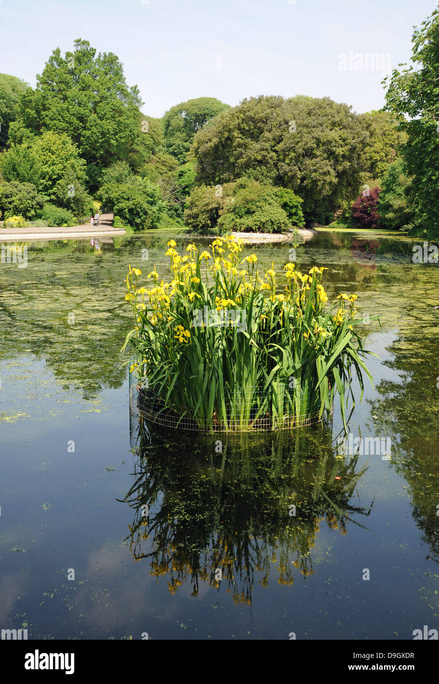 Lillies giallo o iris piante fioritura in Queens Park pond BRIGHTON REGNO UNITO Foto Stock