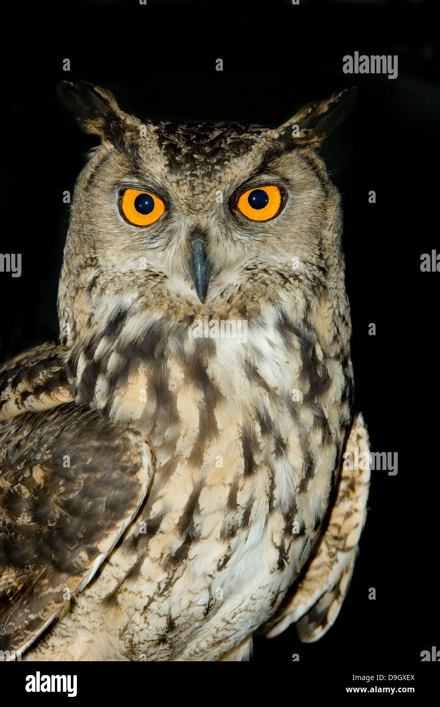 Eurasian Eagle-Owl ritratto Foto Stock