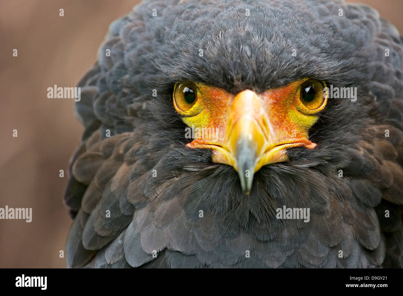 Bateleur Eagle testa femminile in primo piano Foto Stock