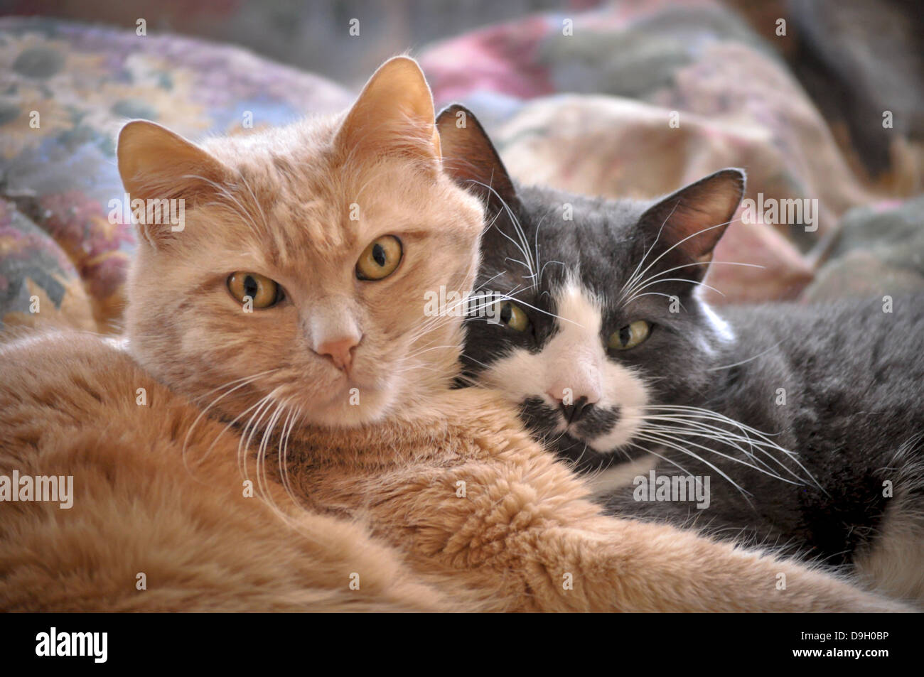 Due gatti di casa a sonnecchiare insieme Foto Stock