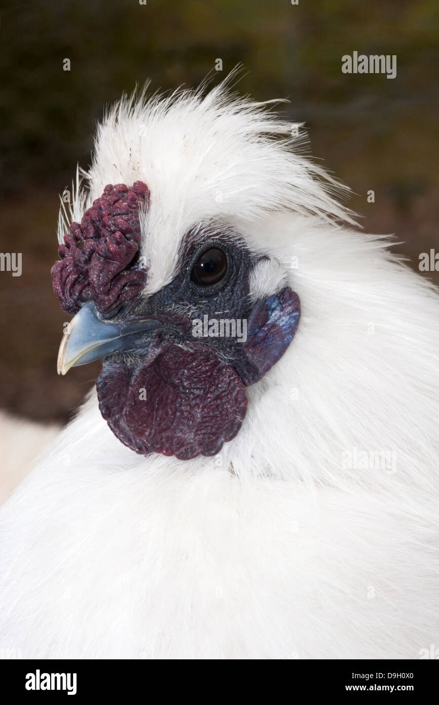 Silkie Bantam Rooster (Gallus gallus domesticus) faccia da vicino in Herefordshire, Inghilterra, Regno Unito Foto Stock
