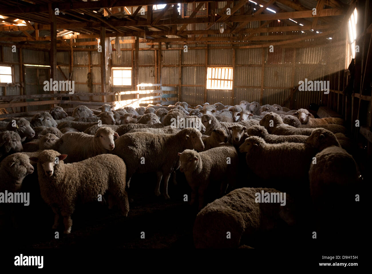 Argentina. Stabile con bovini su la hacienda di Nibepo Aike. Foto Stock