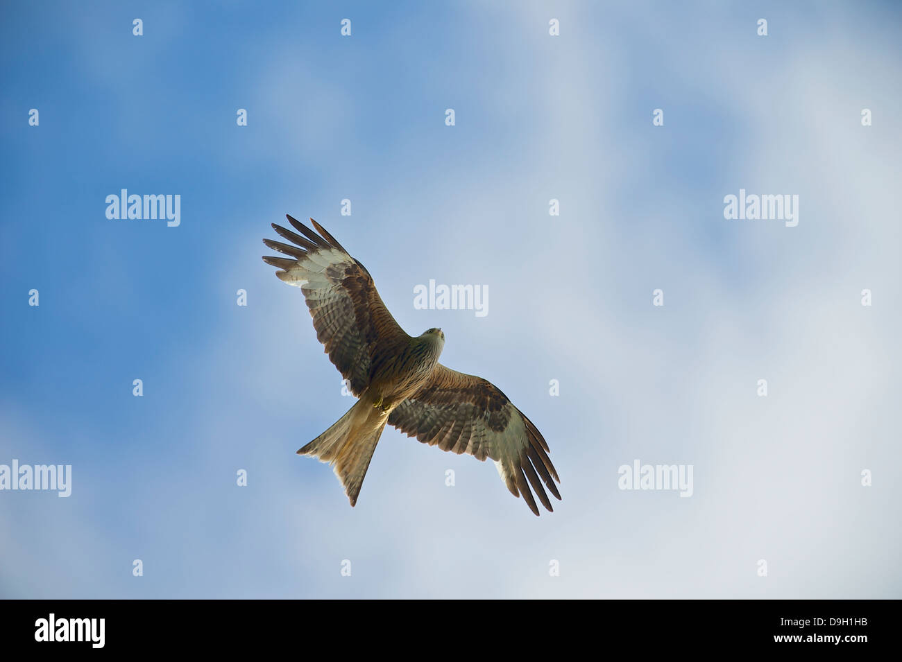 Un Nibbio reale (Milvus milvus) svetta contro un cielo estivo a Bwlch Nant Yr Arian, Ceredigion, West Wales. Foto Stock