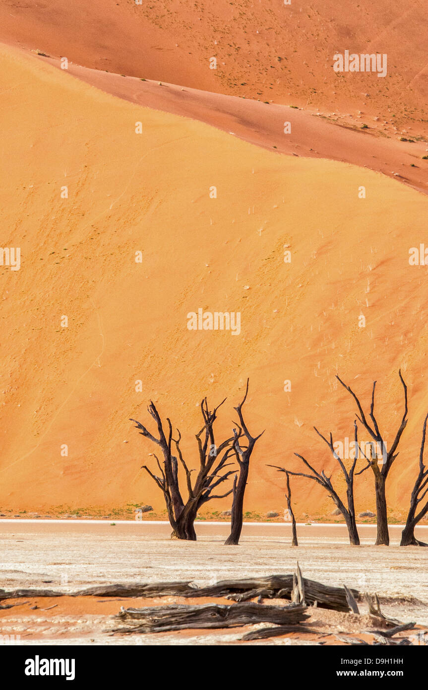 Morto alberi Camelthorn, Acacia erioloba, in salina di Dead Vlei, Namib Naukluft Desert, Sossusvlei, Namibia, Africa occidentale Foto Stock