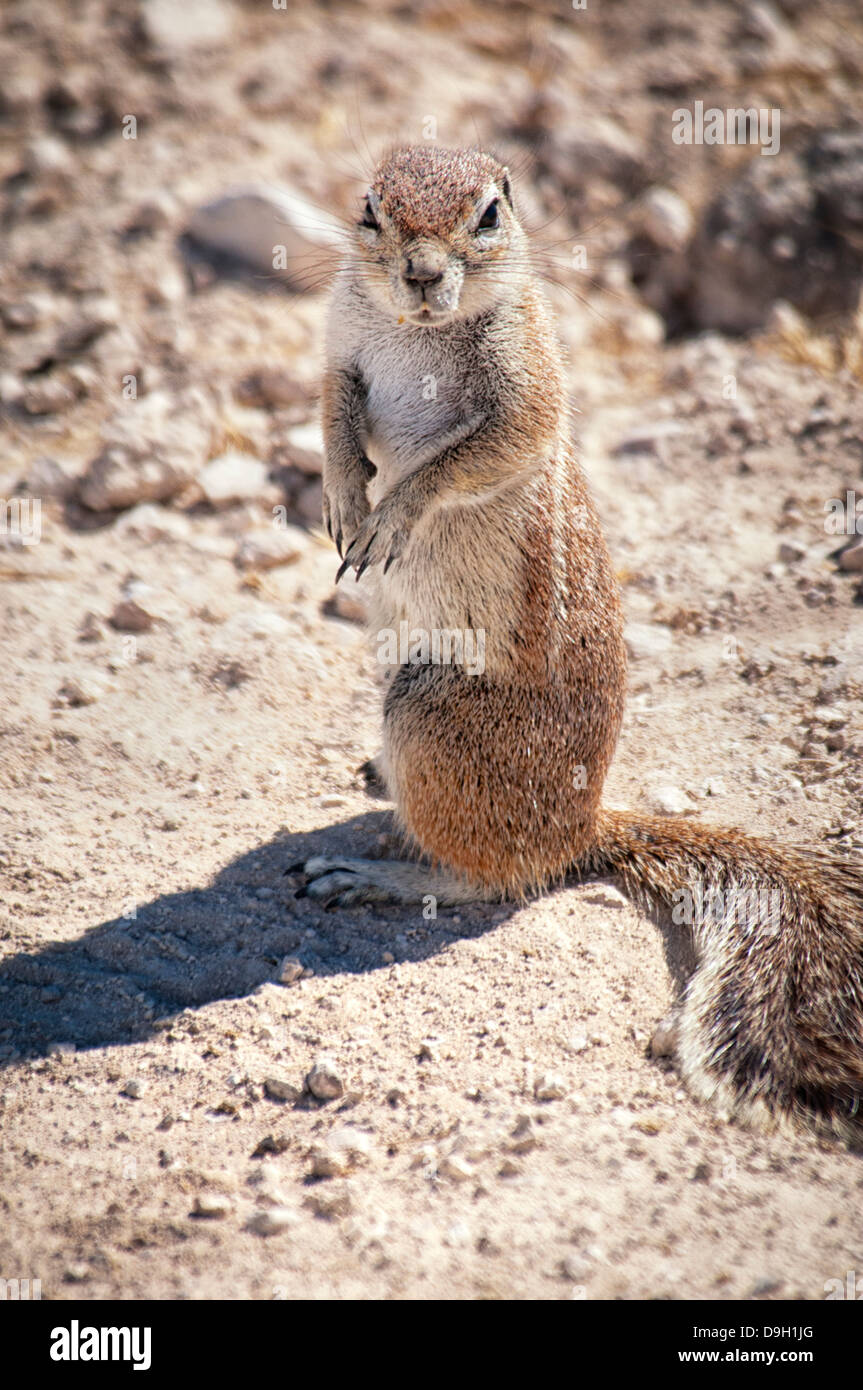 Arrabbiato massa del capo scoiattolo, Xerus inauris, guardando la telecamera, il Parco Nazionale di Etosha, Namibia, Africa Foto Stock