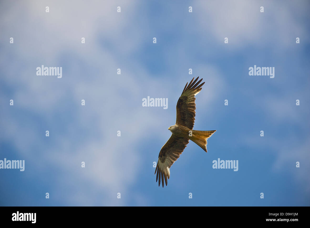 Un Nibbio reale (Milvus milvus) un raptor graziosamente scivola contro un cielo estivo oltre Bwlch Nant Yr Arian, Ceredigion, West Wales. Foto Stock