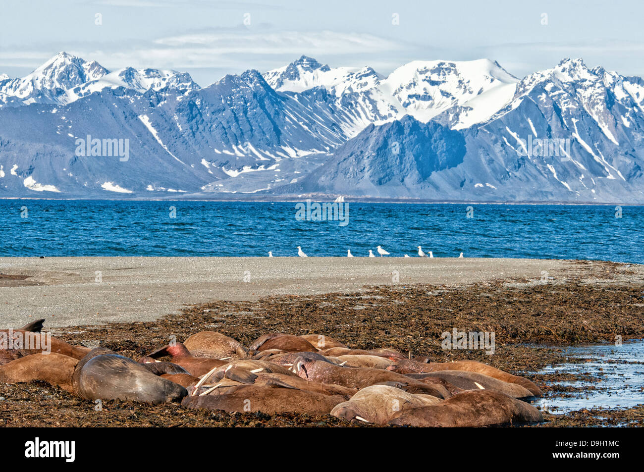 Cala di tricheco, Odobenus rosmarus, Poolepynten, arcipelago delle Svalbard, Norvegia Foto Stock