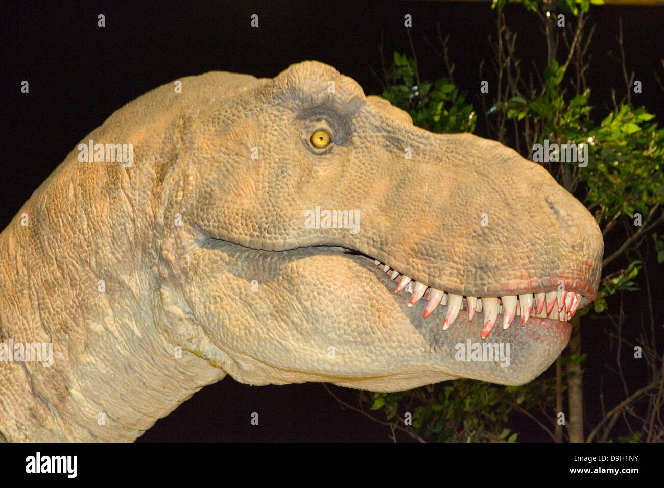 L'Europa, Italia, lombardia, Cremona, esposizione di riproduzioni di dinosauri, tyrannosaus Foto Stock