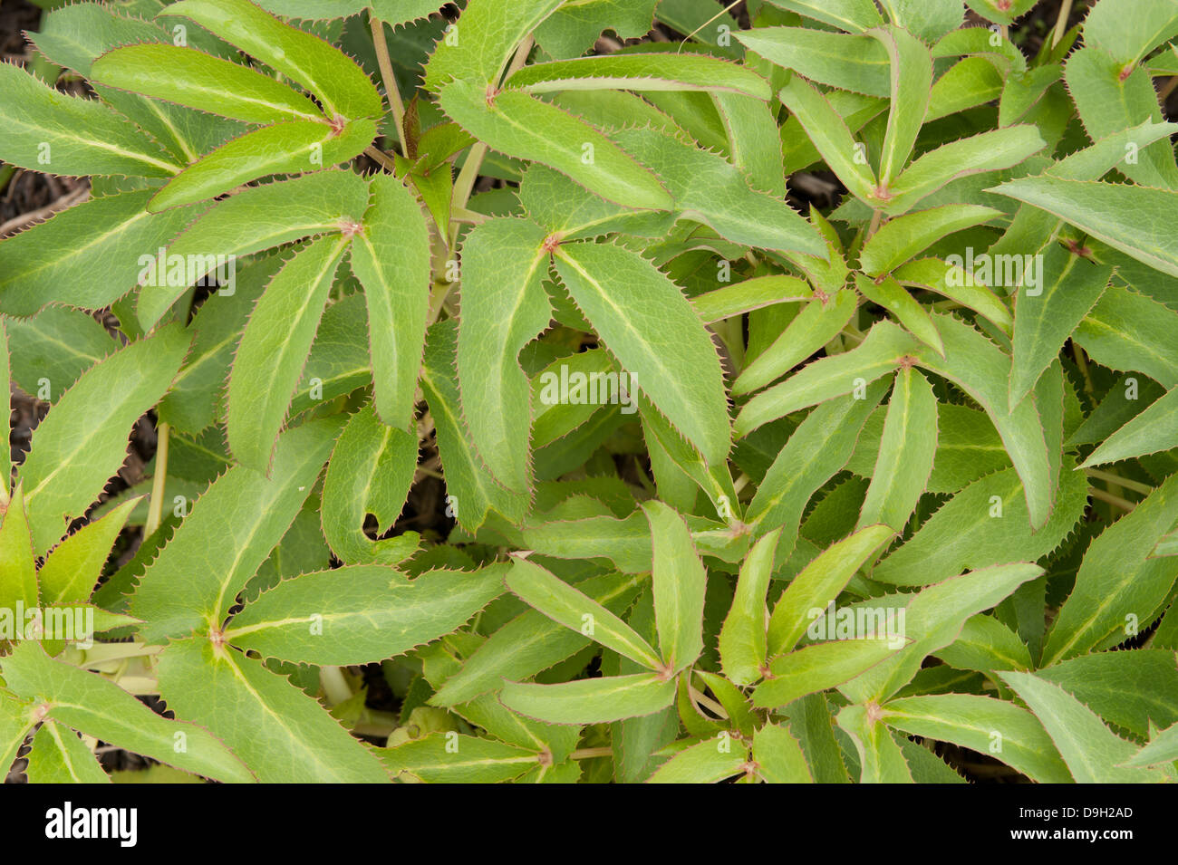 Veratro Corsica o helleborus argutifolius fogliame dettaglio. Foto Stock