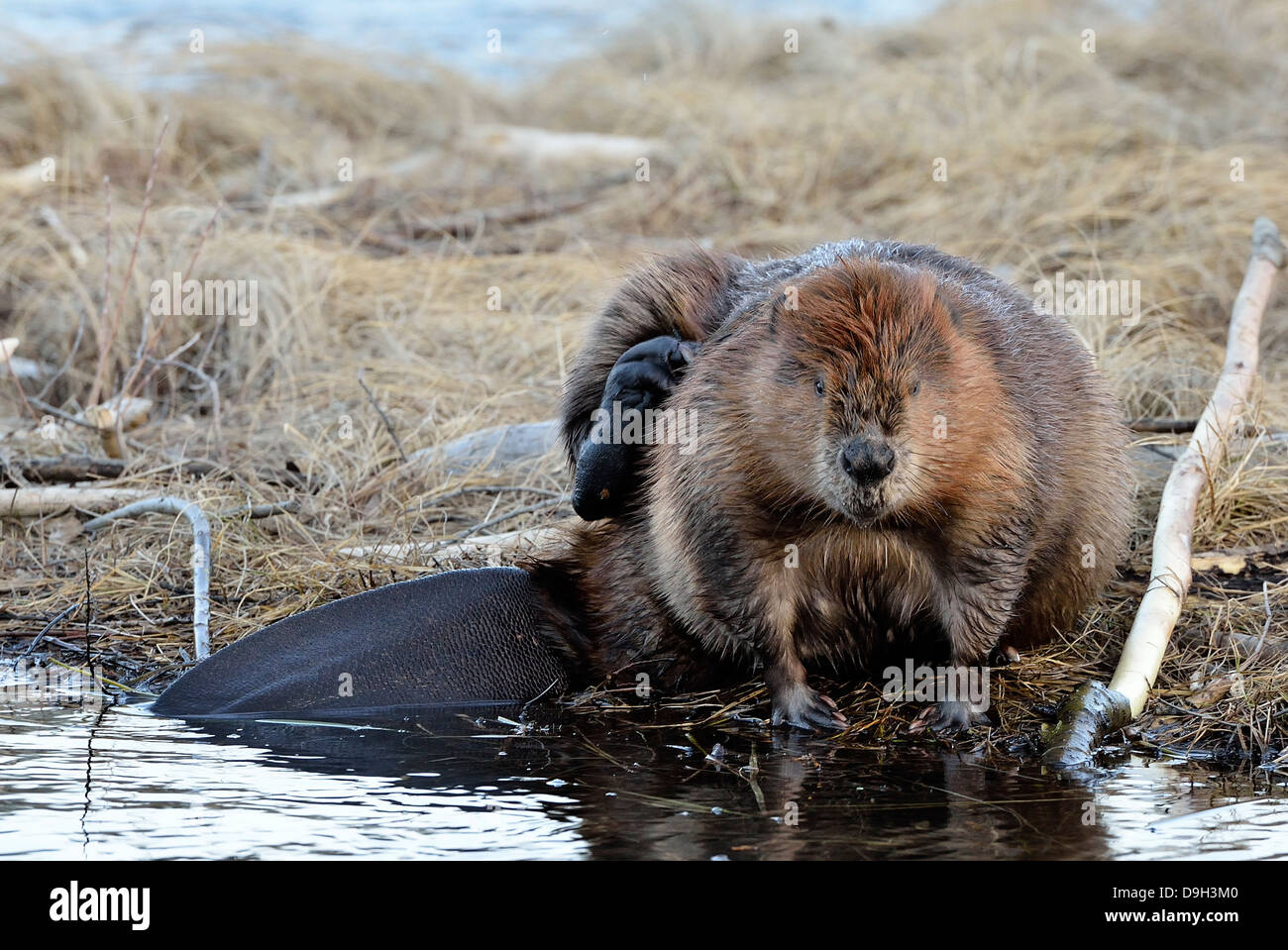 Un adulto beaver seduto accanto all'acqua di graffiare con il suo piede di cerva Foto Stock