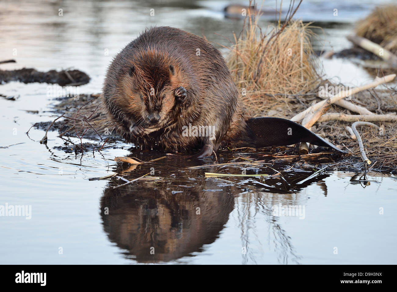 Un adulto beaver seduto accanto all'acqua di graffiare il suo volto con il suo piede anteriore. Foto Stock