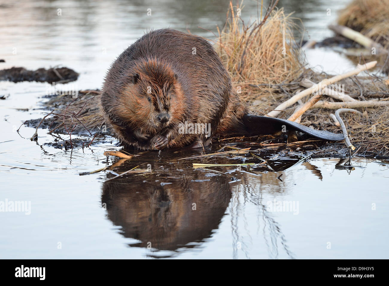 Un adulto beaver seduto accanto al suo stagno guardando il suo riflesso in acqua calma Foto Stock