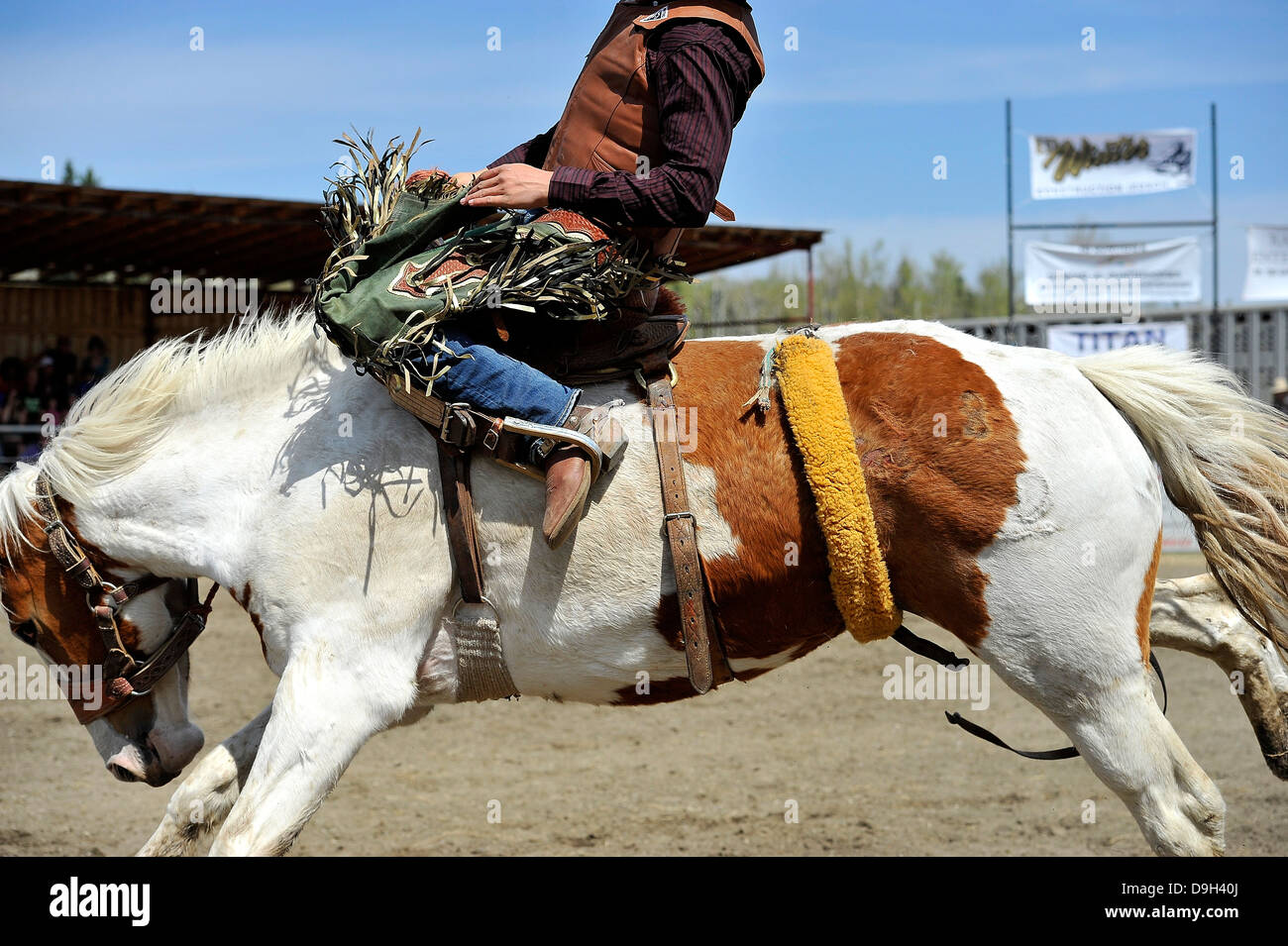 Una chiusura di un cowboy a cavallo di un cavallo strappi Foto Stock