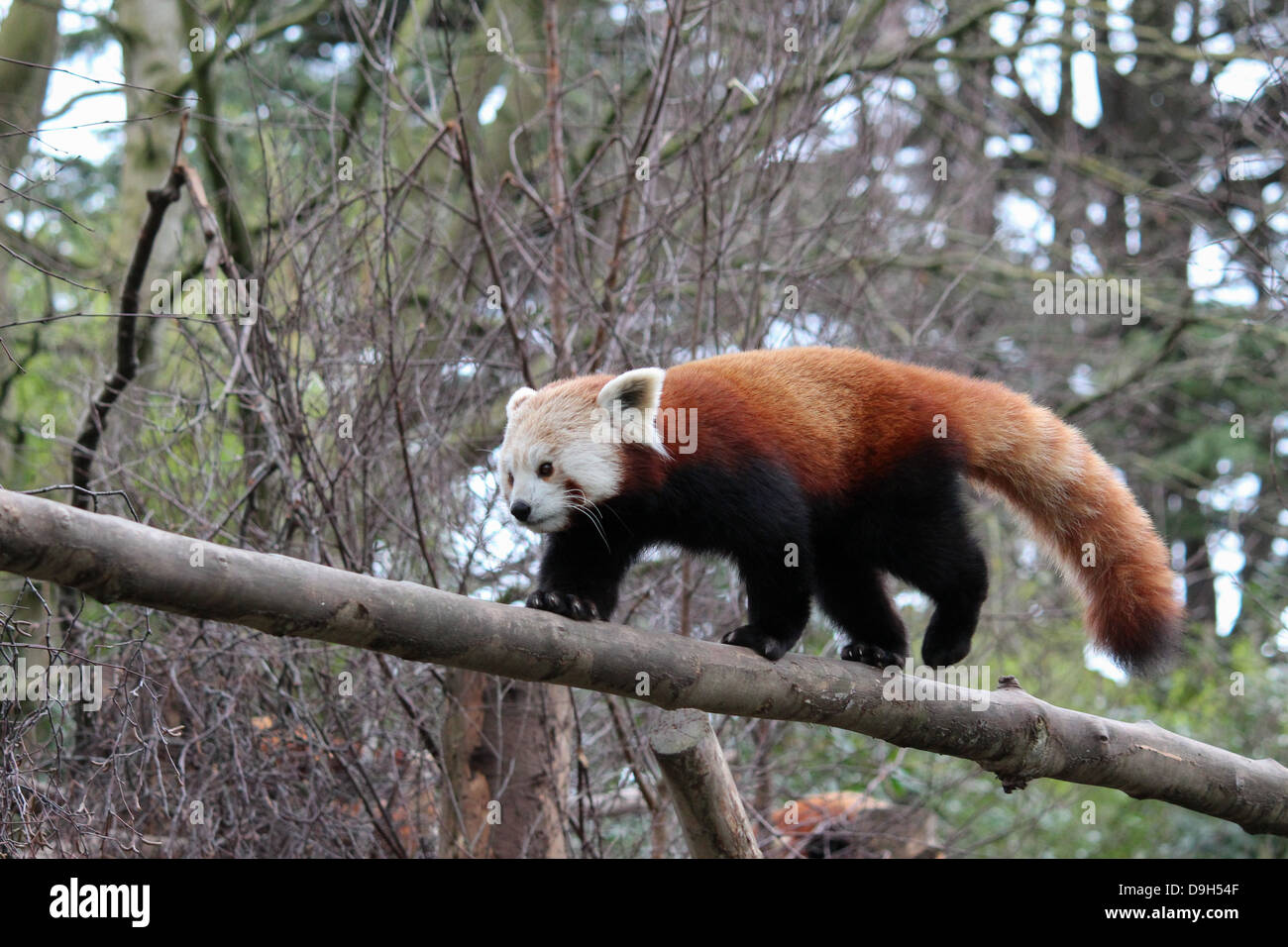 Panda rosso nel giardino zoologico di Dublino. Foto Stock