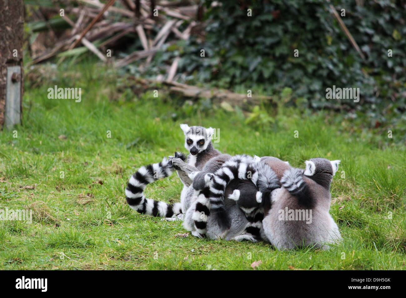 Anello-tailed lemuri, lo Zoo di Dublino. L'Irlanda Foto stock - Alamy