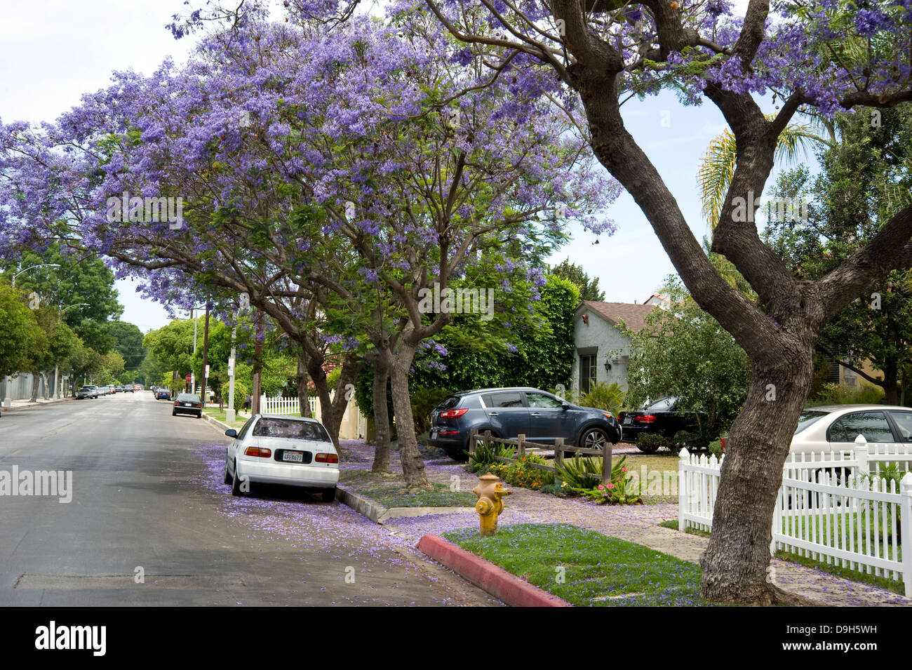 Alberi di jacaranda in fiore sulla tranquilla strada residenziale Foto Stock