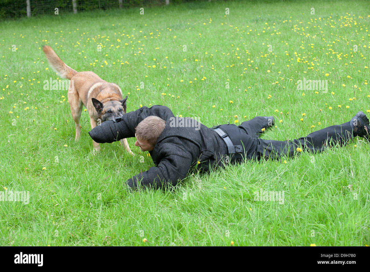 Cane di polizia gestore essendo attaccato durante una sessione di formazione Foto Stock