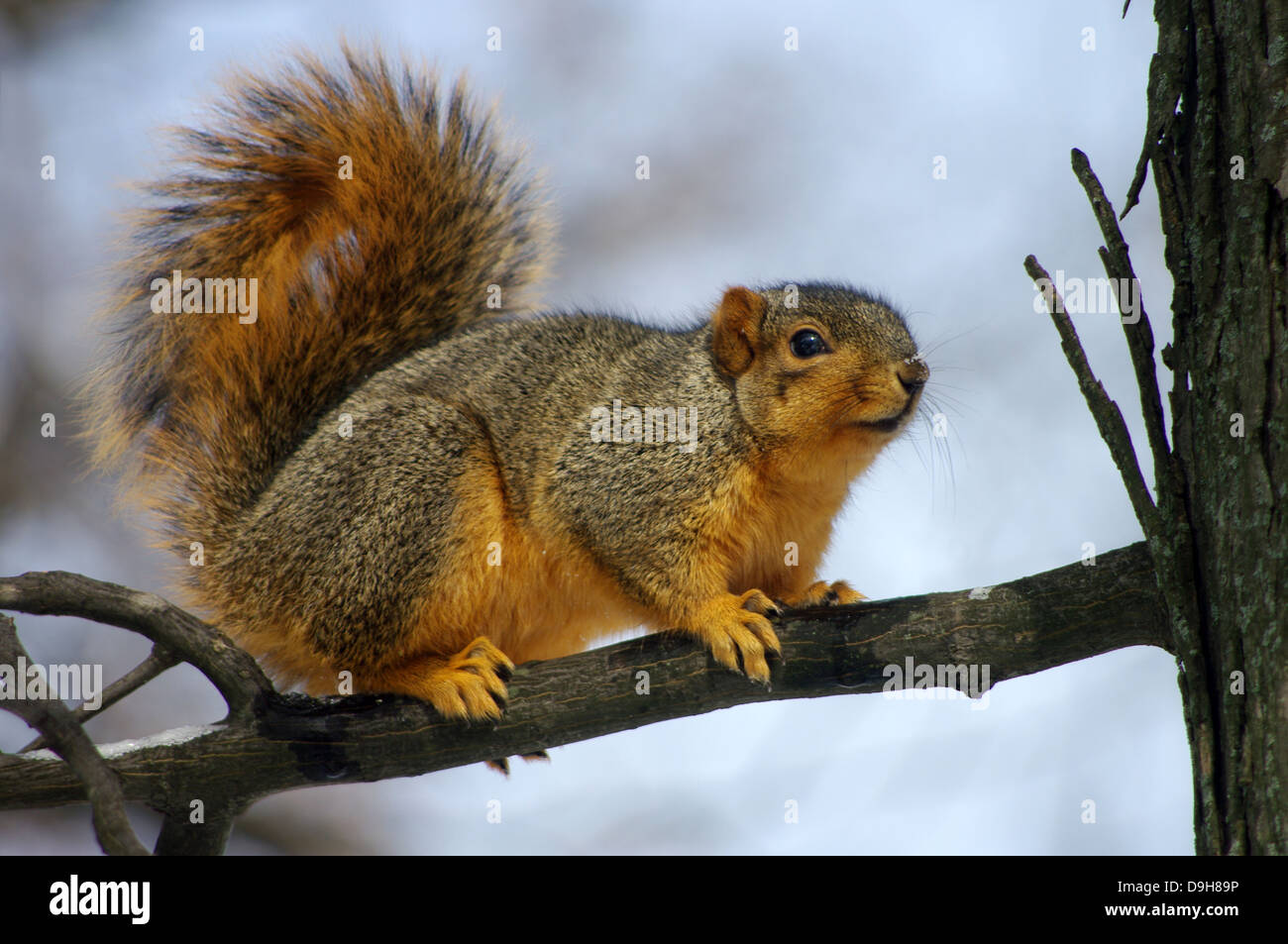 Affascinante Charlie Eastern Red Fox Squirrel ensoleillement su se stesso il giorno più freddo dell'anno. Foto Stock